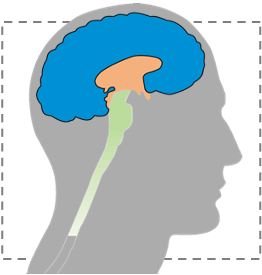 O neocortex O neocortex